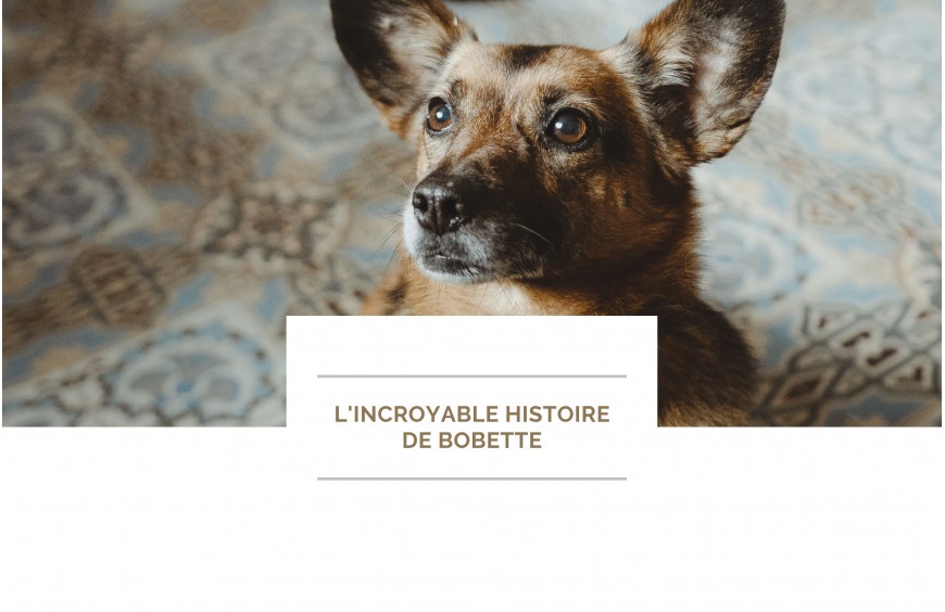 L'INCROYABLE HISTOIRE DE BOBETTE